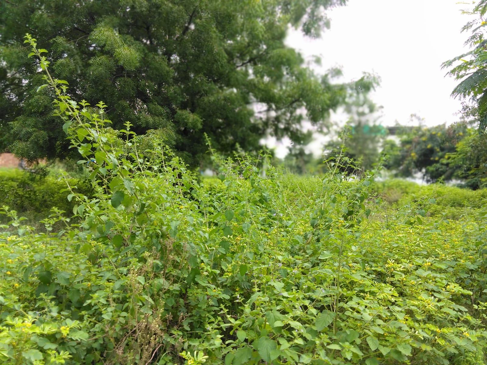 OPEN PLOT FOR SALE AT LAL