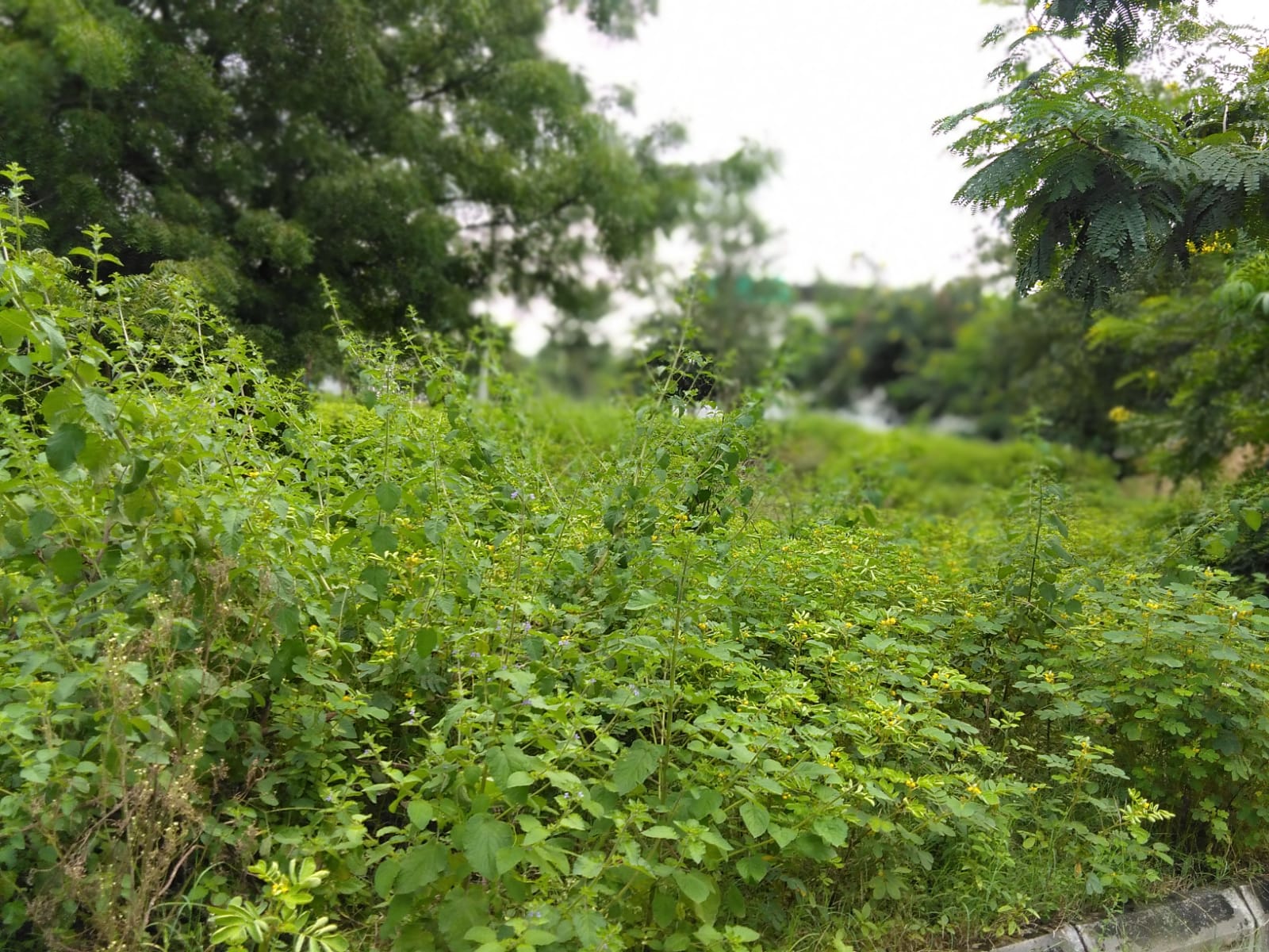 OPENPLOT FOR SALE AT  SHI